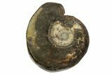 Ammonite In Septarian Nodule - Madagascar #124160-3
